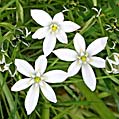 Star of bethlehem